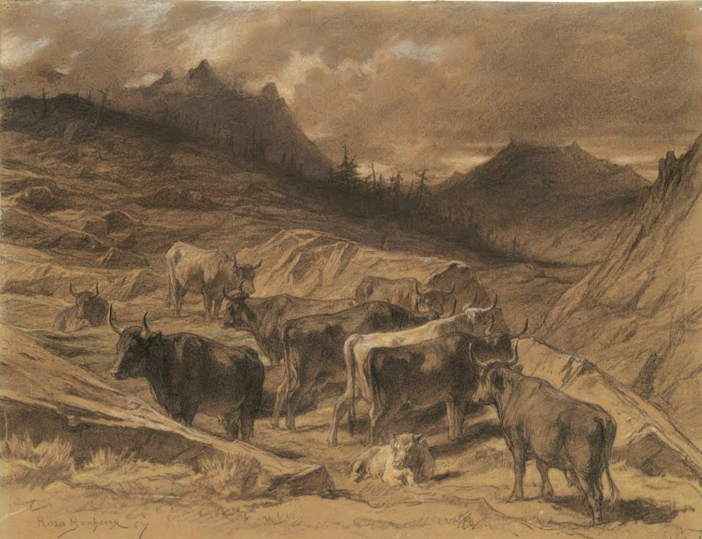 Cattle in the Auvergne black and white chalk